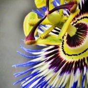 Carmen Arellano del Rio